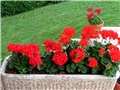 Pelargonije zonale